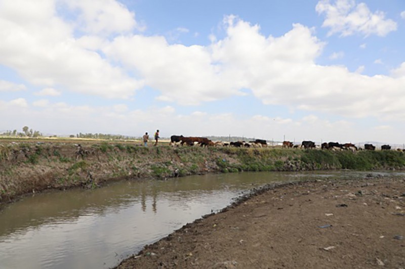 Two people walk amongst cattle grazing on the far bank of the Akaki River